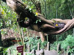 -严子陵钓台(富春江小三峡)