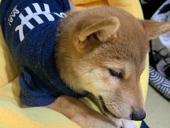 -逗柴咖啡屋·狗咖猫咖宠物桌游