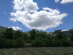 -紫云台香草园
