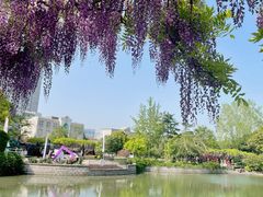 -嘉定紫藤园