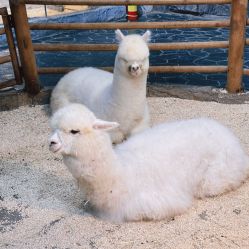 -Zoolung Zoolung动物主题公园(海信广场店)
