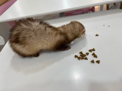 -Moni星球萌宠·小马宝莉·灵蛇·高端高阶全萌宠互动体验俱乐部(红豆国际广场店)