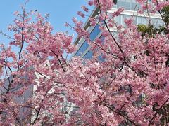 -丹东路渡口(轮渡站)