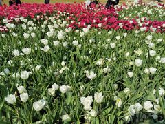 -厦门园林博览苑
