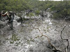 -北海金海湾红树林生态旅游区