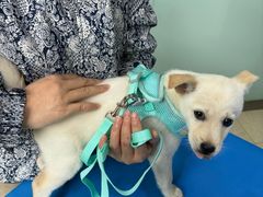 -瑞派申生动物医院·24H夜诊·国际动物医疗中心·骨外科(吴中路店)