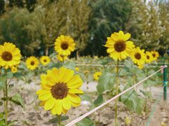 -长白岛森林公园