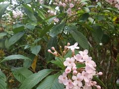 -墨尔本皇家植物园