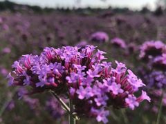 -北京东方普罗旺斯薰衣草庄园