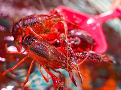 -巽寮印象美食部落餐厅·海鲜·地方特色菜(惠州体验店)