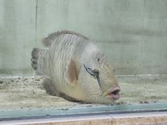 -海盗餐厅