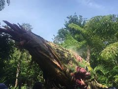 -奥兰多迪士尼动物王国乐园