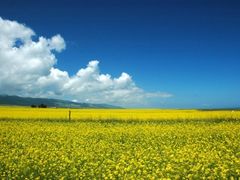 -苏渝轩锅盖面(润州万达广场店)