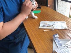 -美联众合宠物医院·爱萌分院·内外科·猫科中心