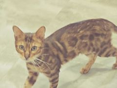 -楼上猫咖(罗湖店)