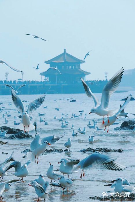 栈桥景区图片