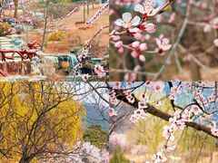 -北京西山国家森林公园