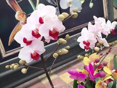 -兰陵国家农业公园