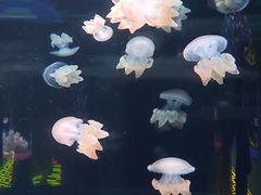 -欢乐海岸海洋奇梦馆
