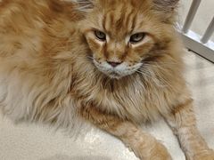 -藏猫猫咖啡主题馆(中央大道店)