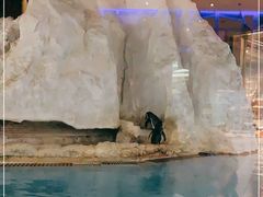 -帝企鹅自助餐厅•儿童岛•真企鹅(长隆企鹅酒店)