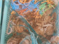 -船歌·鱼水饺青岛菜(石老人店)