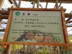 -上海都市菜园