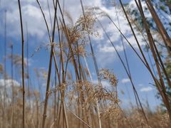 -野鸭湖国家湿地公园
