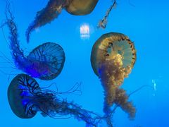 -太平洋海底世界