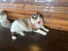 -蓝鲸·缅因猫舍
