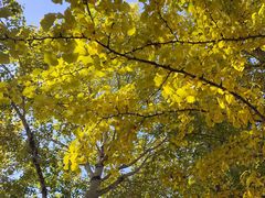 -流浪者复古西餐鸡尾酒吧(沈阳店)