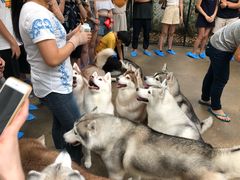 -TrueLove @ Neverland (Husky Cafe)
