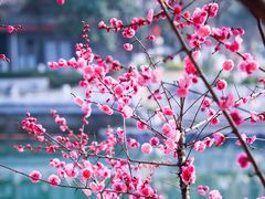 -望江楼公园