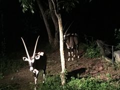 -清迈夜间动物园