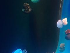 -锦艺城海洋馆
