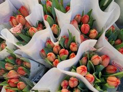 -循礼门鲜花花市(武汉循礼门店)