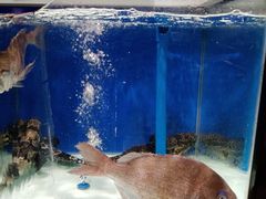 -盒马鲜生(和谐广场店)