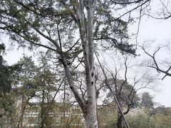 -香山公园