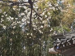 -大觉寺-停车场