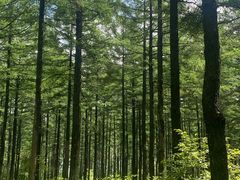 -塞罕坝国家级自然保护区