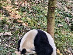 -都江堰中华大熊猫苑