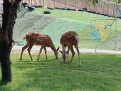 -北京鹿世界主题园