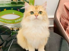 -袖虎·猫馆(体育西路店)