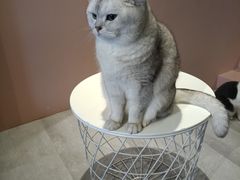-猫儿山۰猫主题餐厅