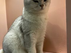 -猫儿山۰猫主题餐厅
