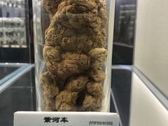 -广东中医药博物馆