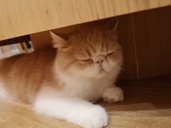 -滚猫咖啡·猫咖·猫友好撸猫(未来城店)