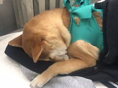 -北京赛佳动物医院