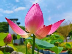 -无锡蠡湖国家湿地公园-蠡园