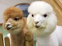 -藦茜花园宠物主题亲子互动体验馆(国顺东路店)